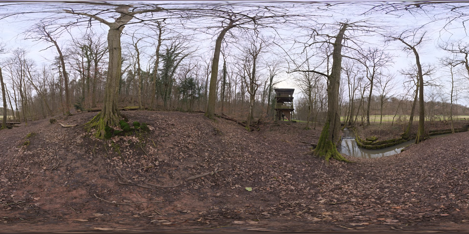 Autumn Forest 3