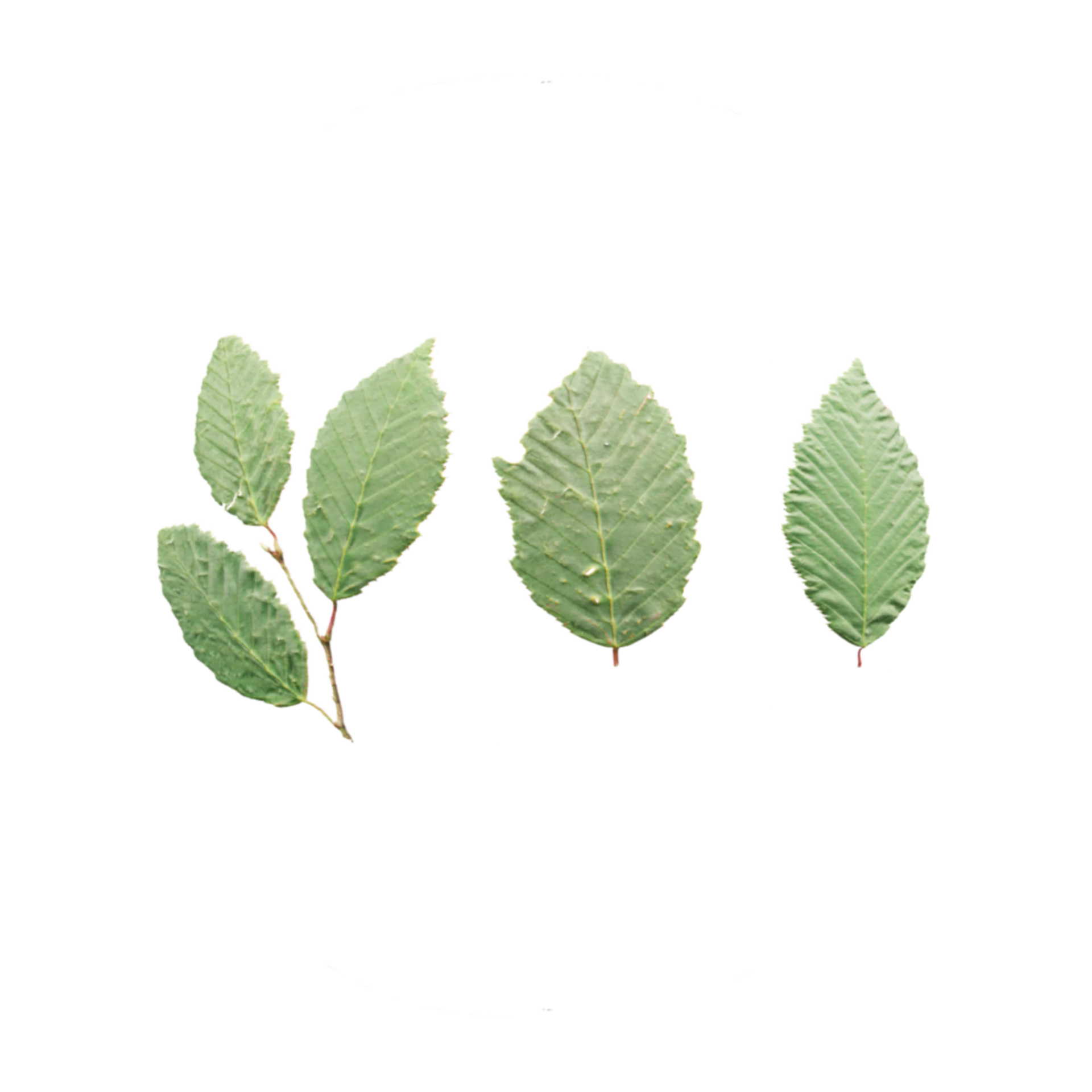 Leaf Set 005