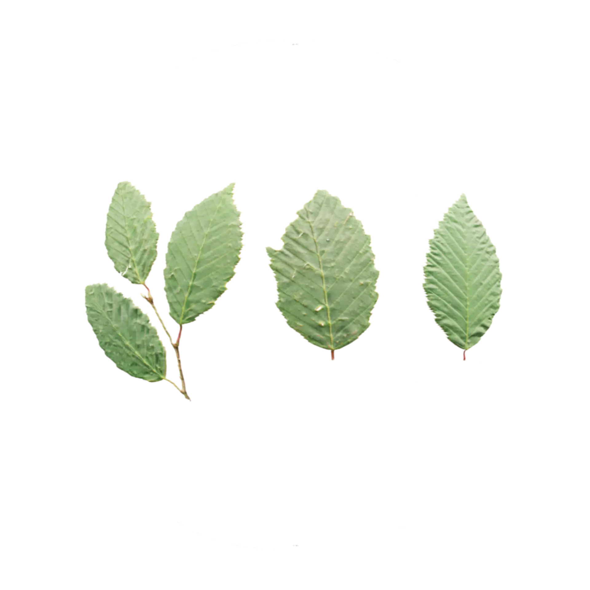 Leaf Set 005