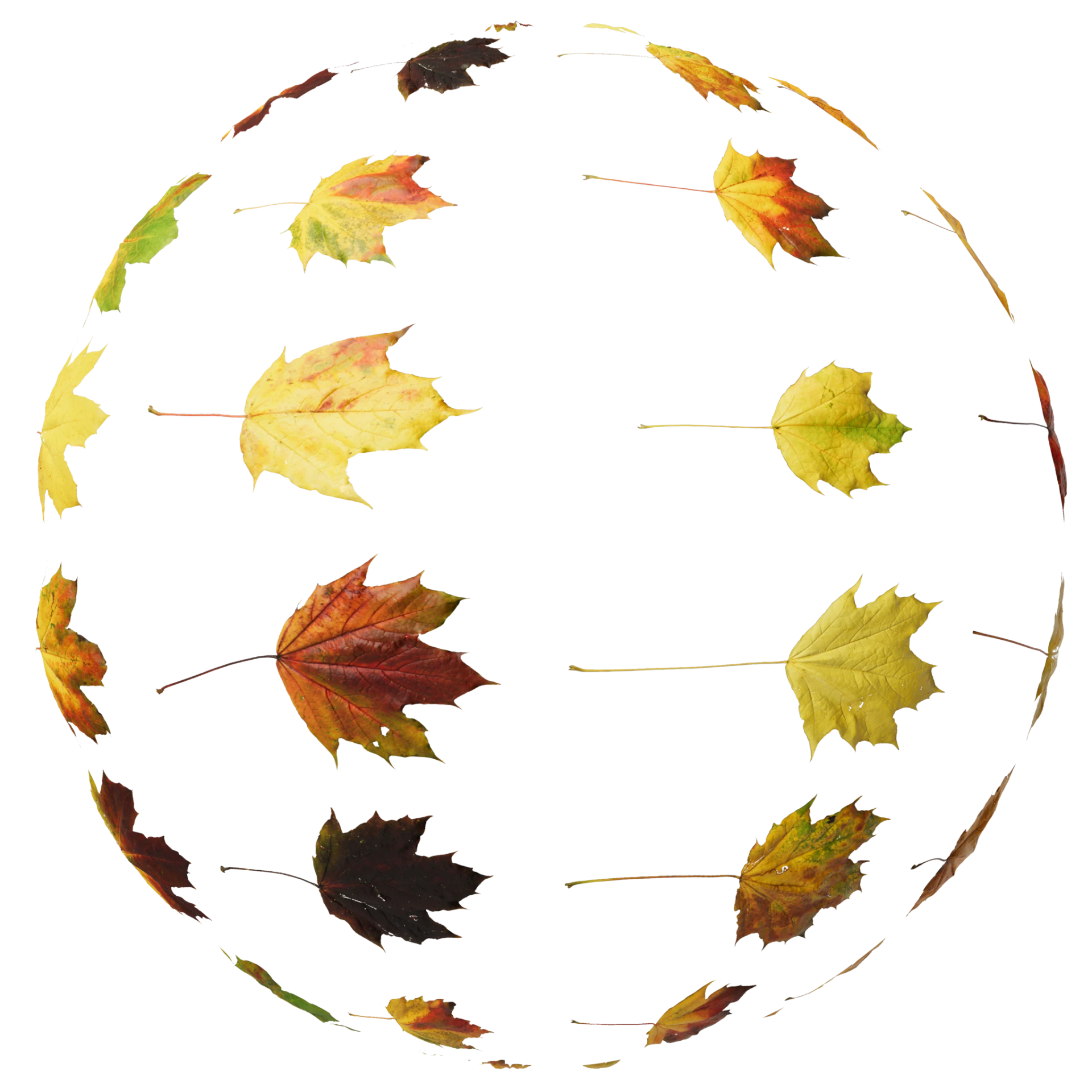 Leaf Set 028