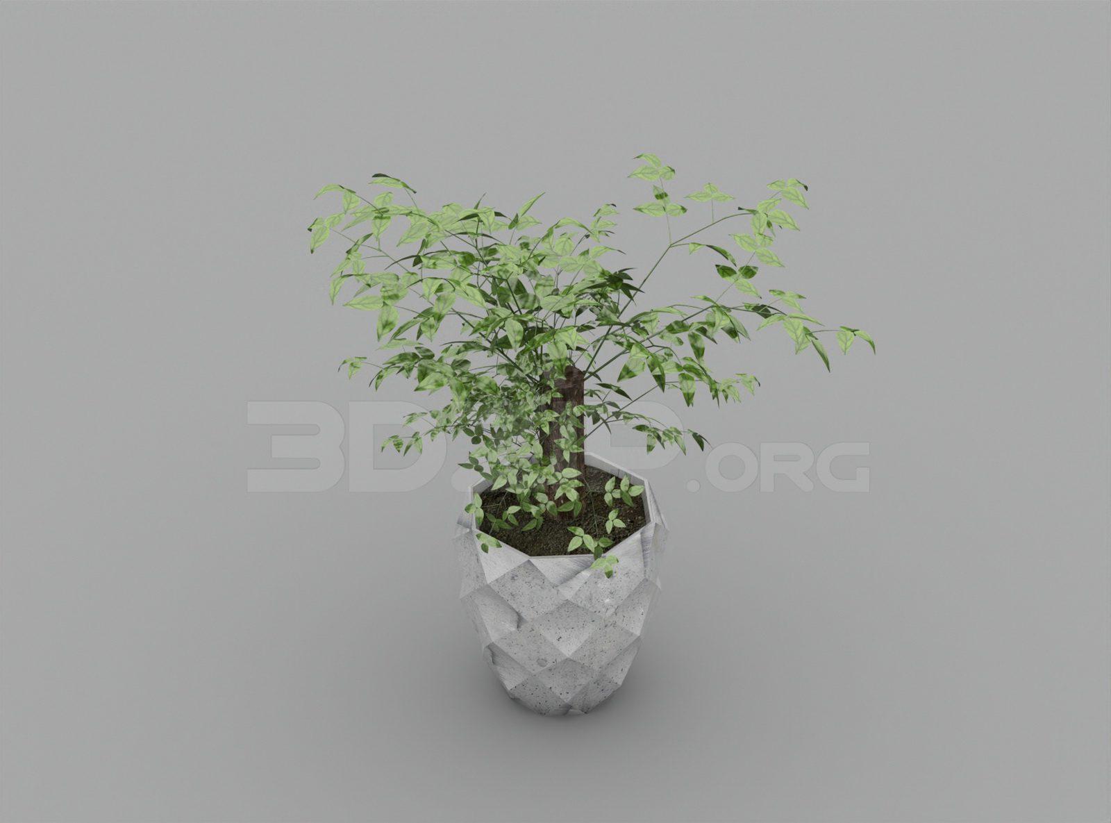 Plant