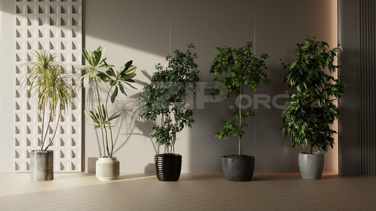 Plants
