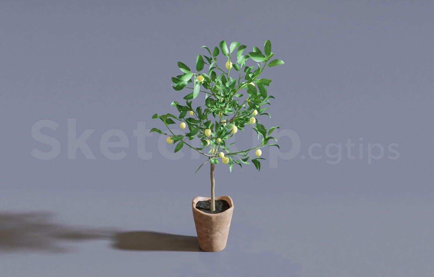 Plant