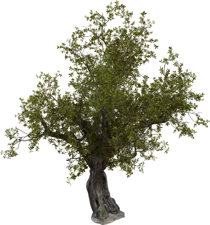 Island Tree 1