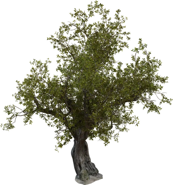 Island Tree 1