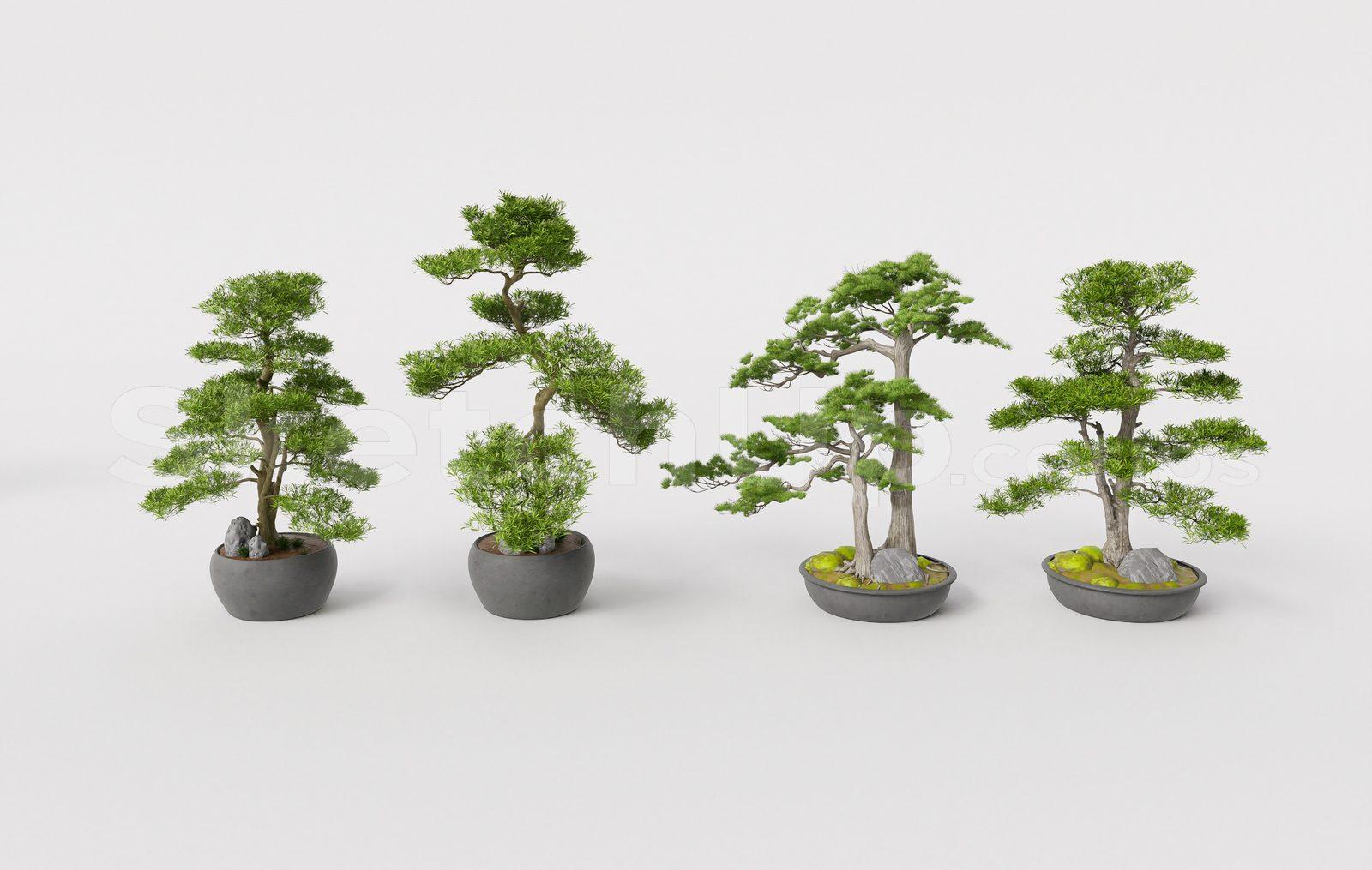 BonSai Tree