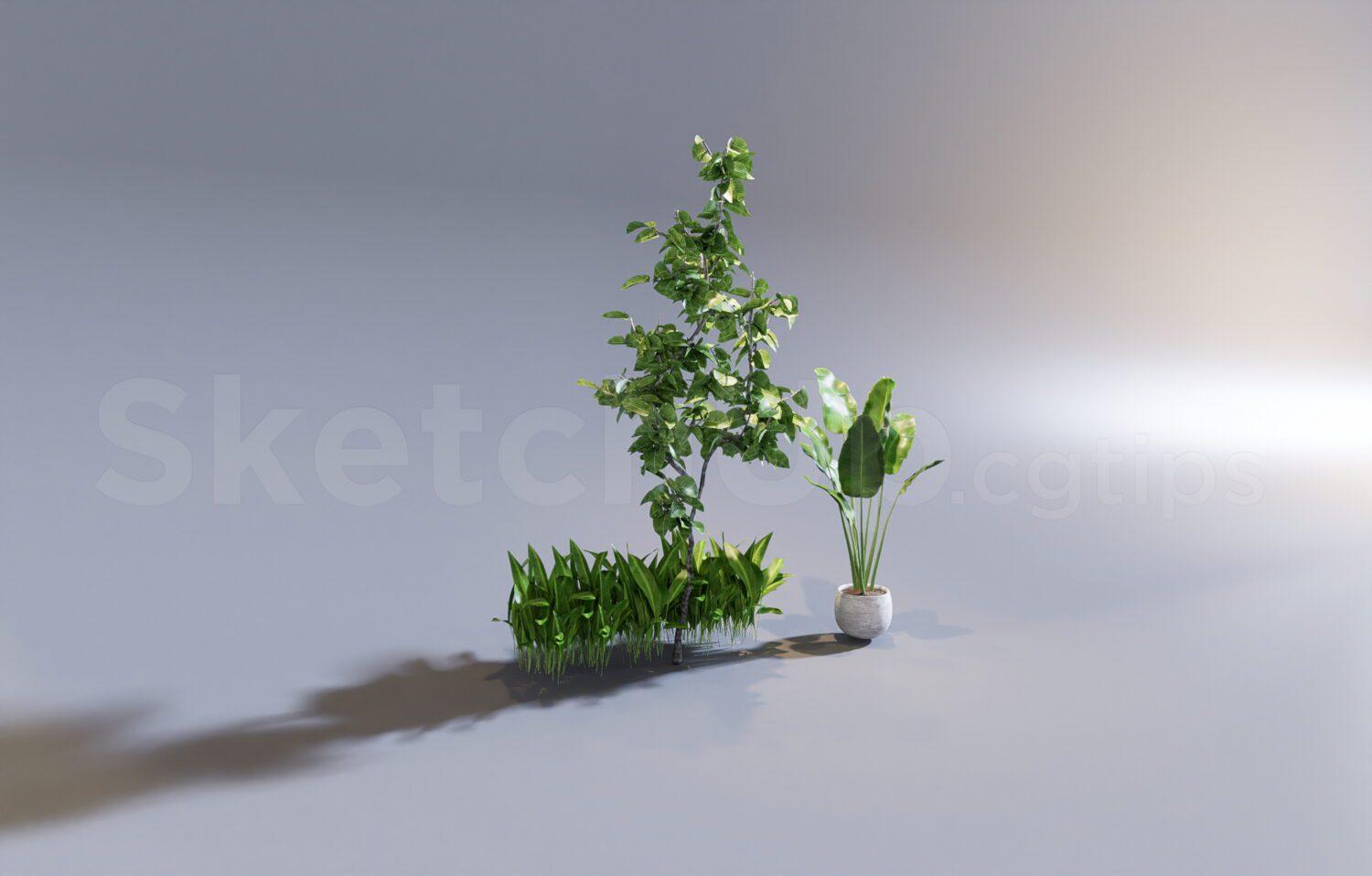 Plant