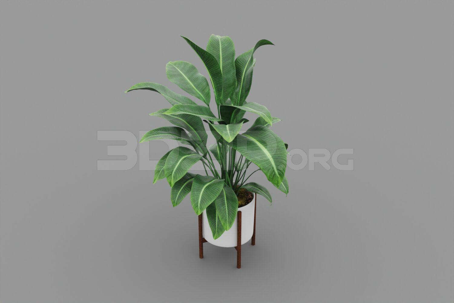 Plant
