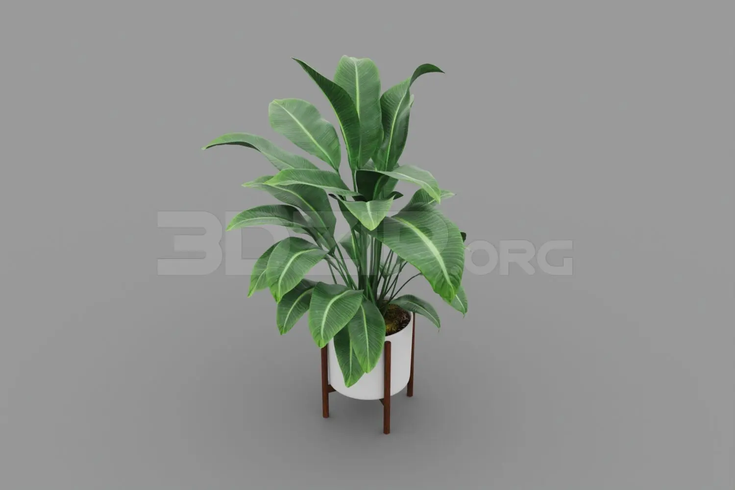 Plant