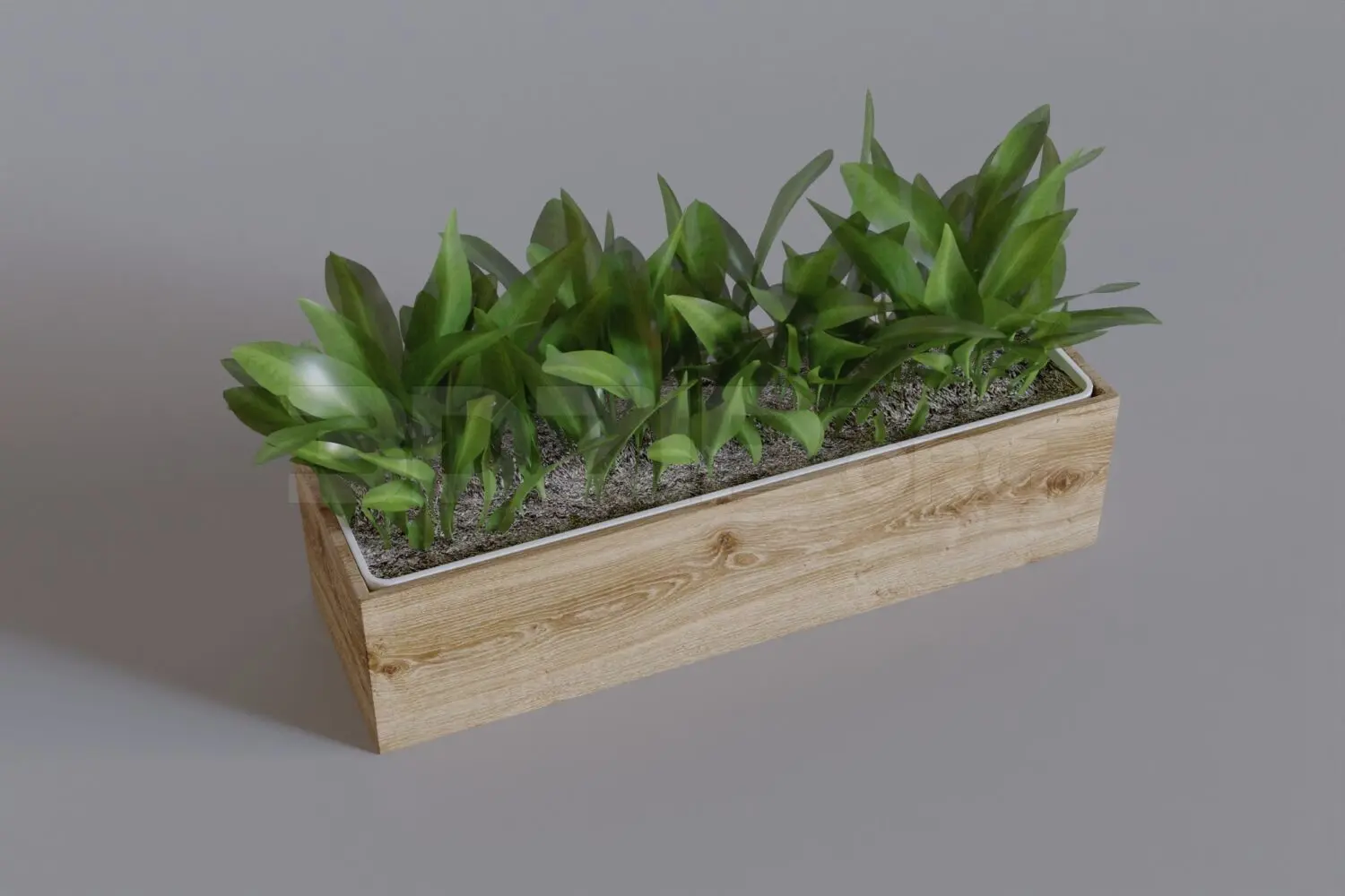 Plant
