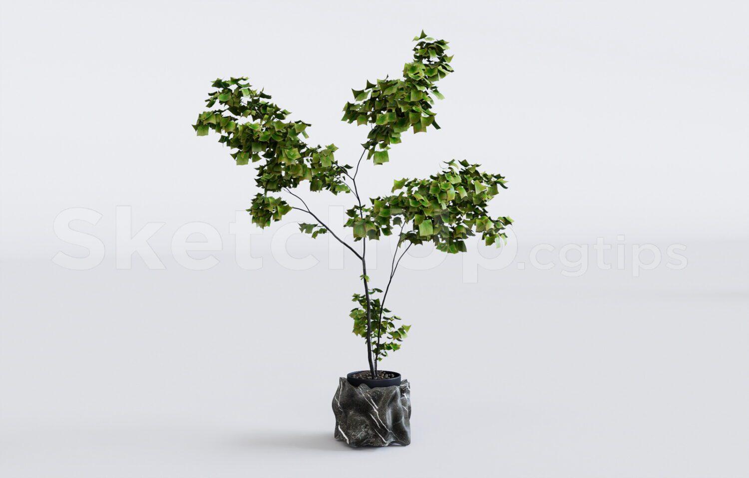 Plant