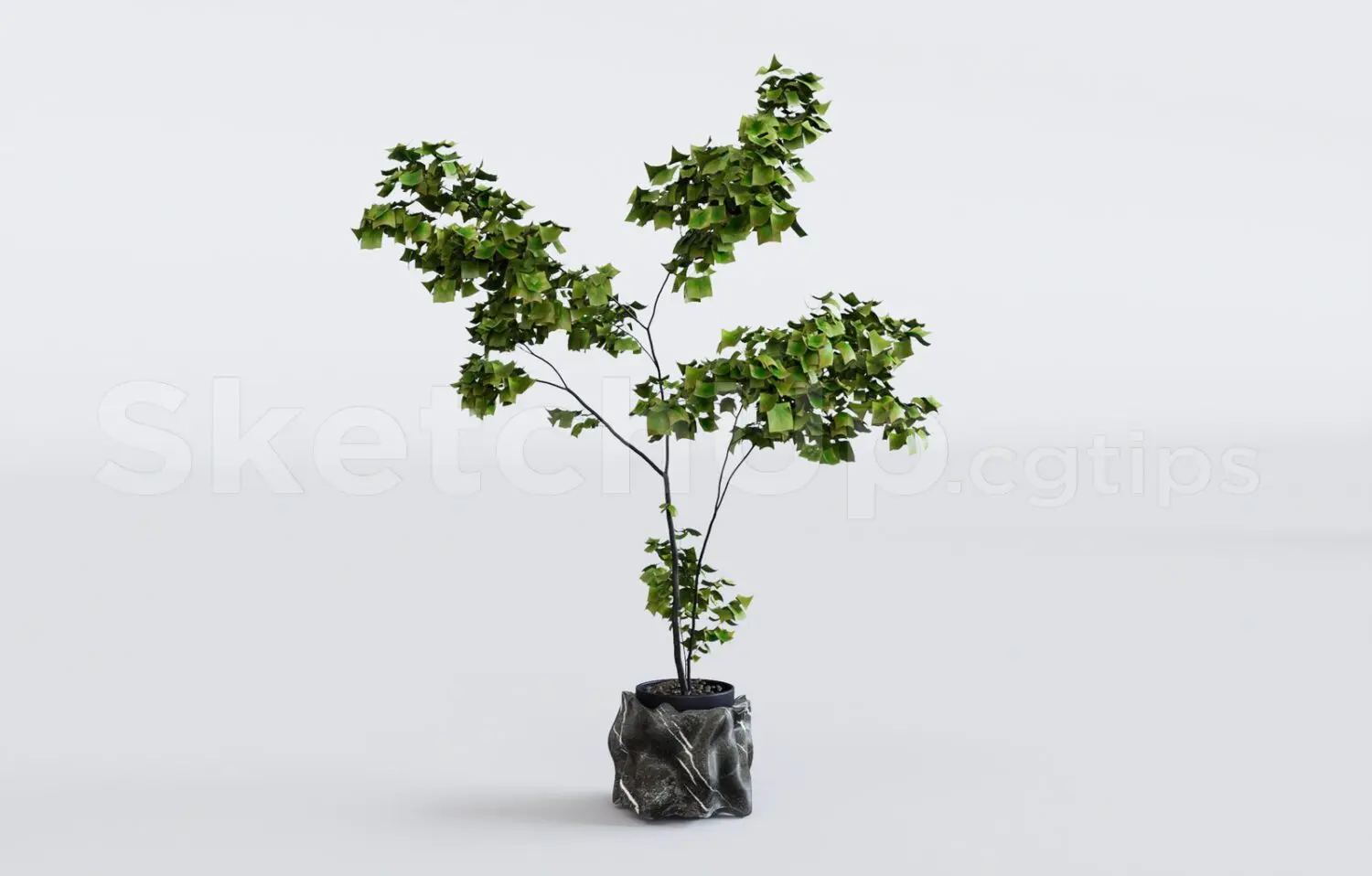 Plant