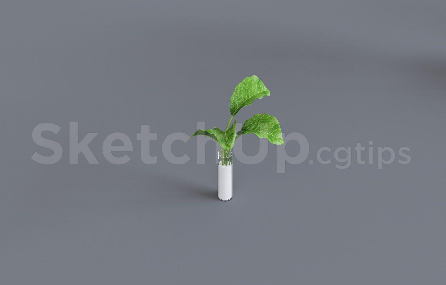 Plant