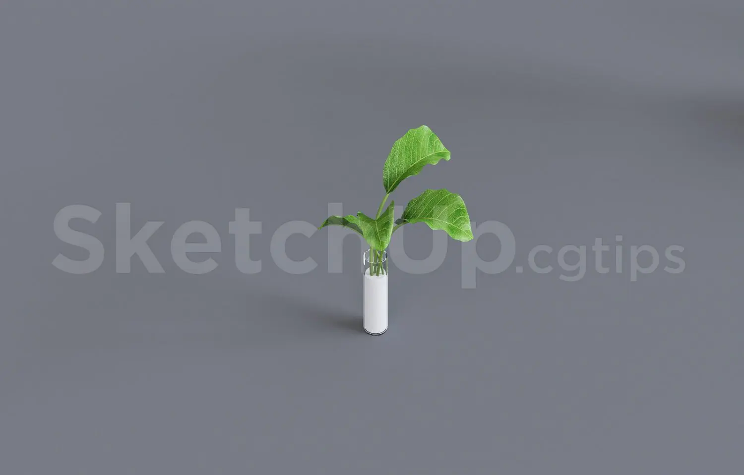 Plant