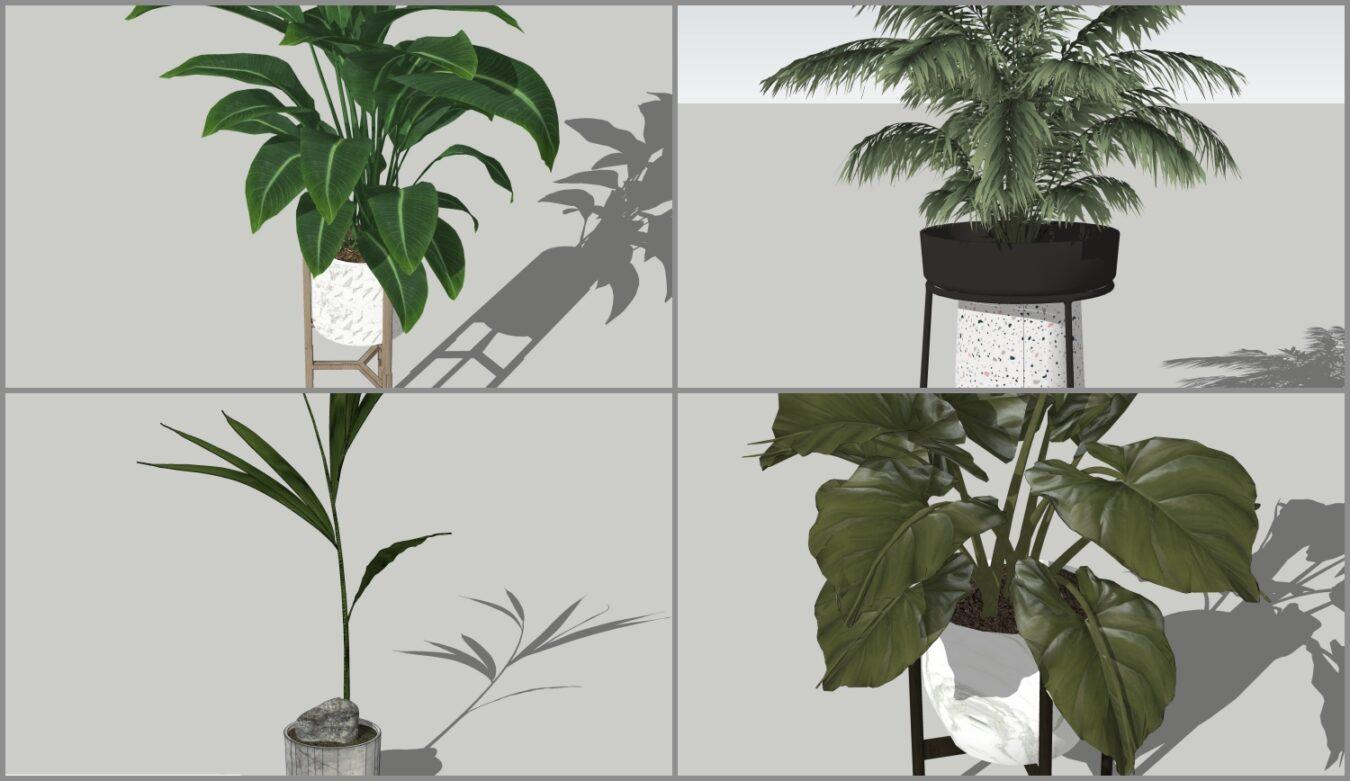Plant