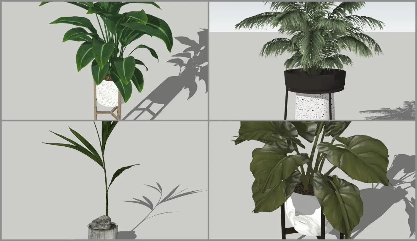 Plant