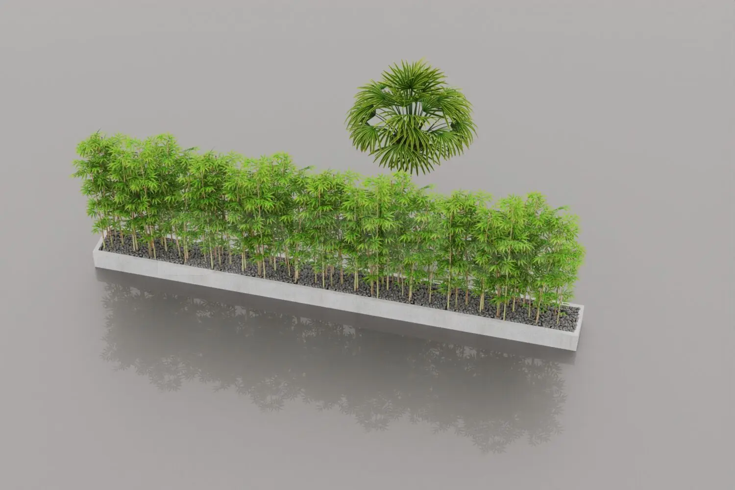 Plant