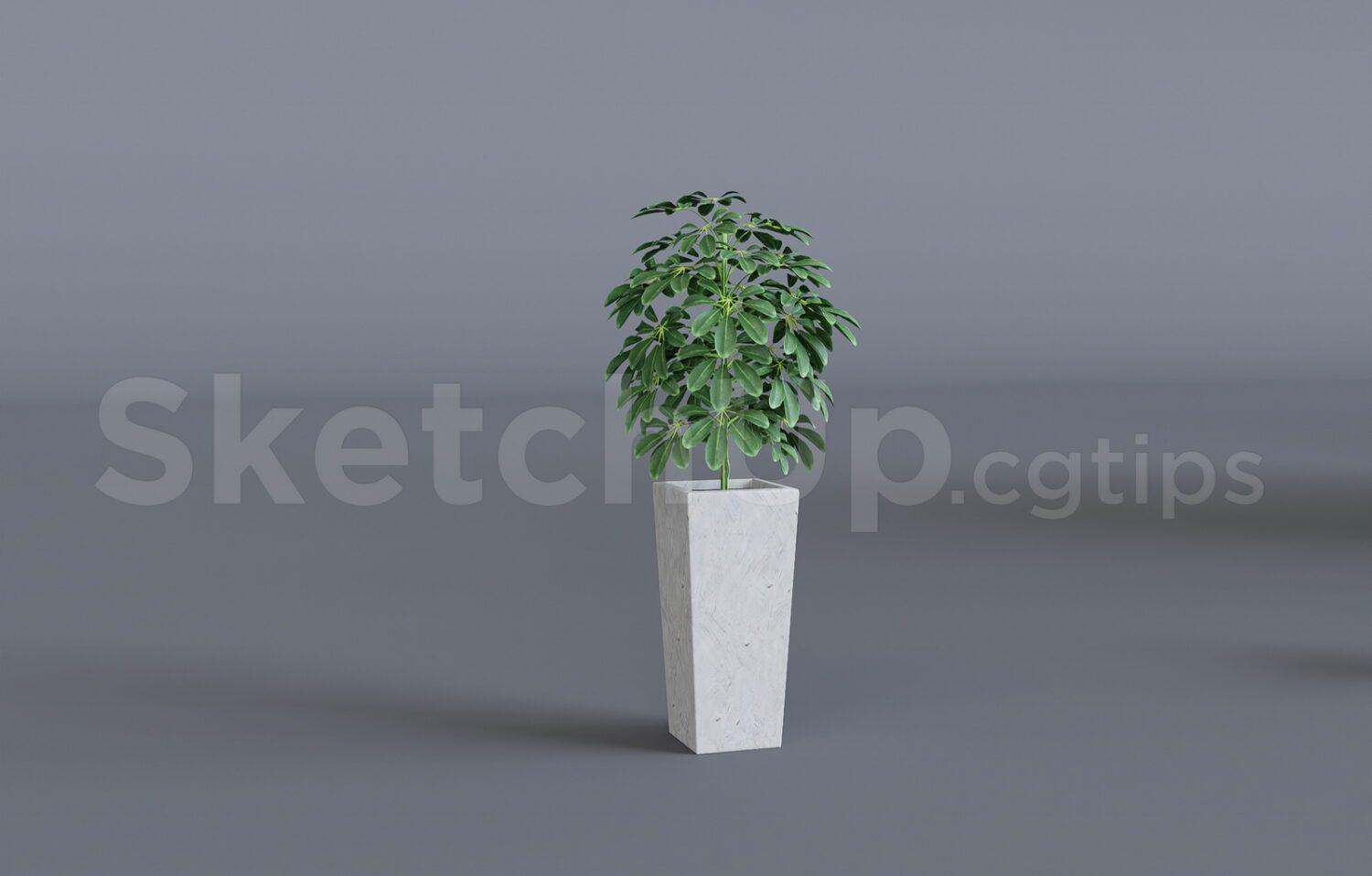 Plant