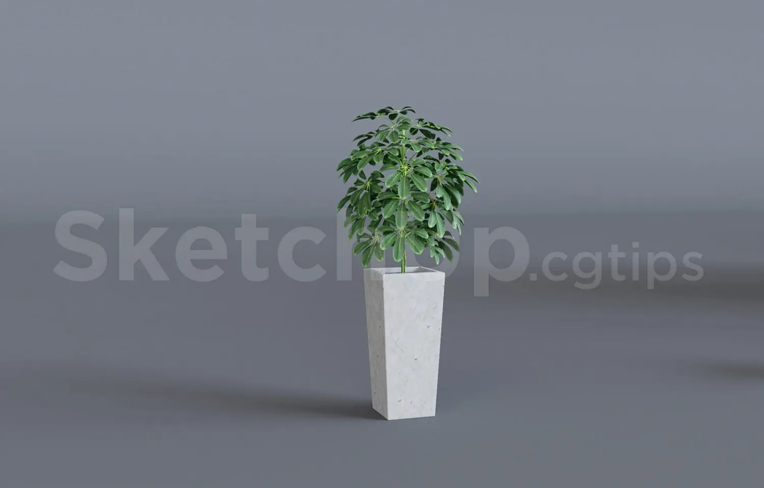 Plant