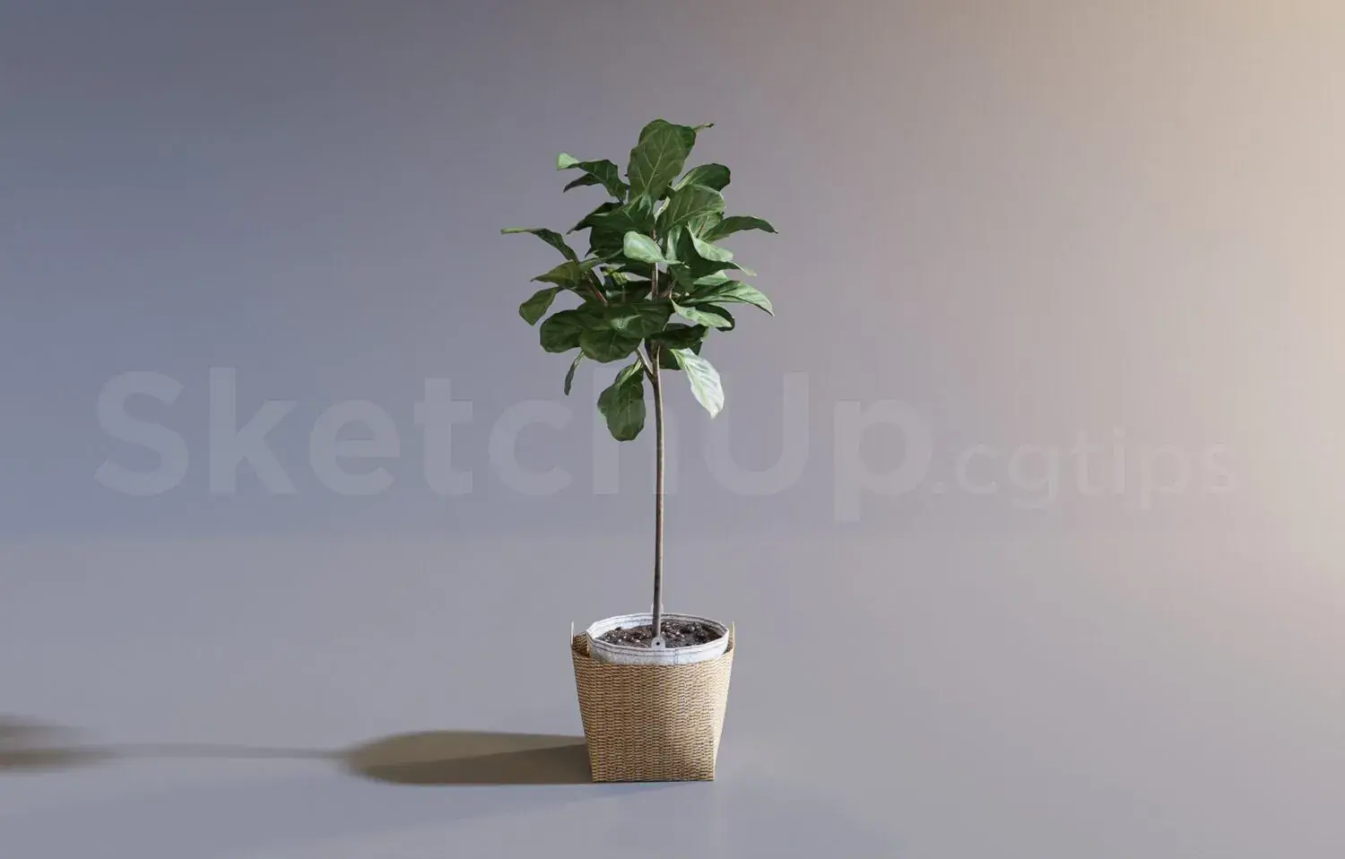Plant