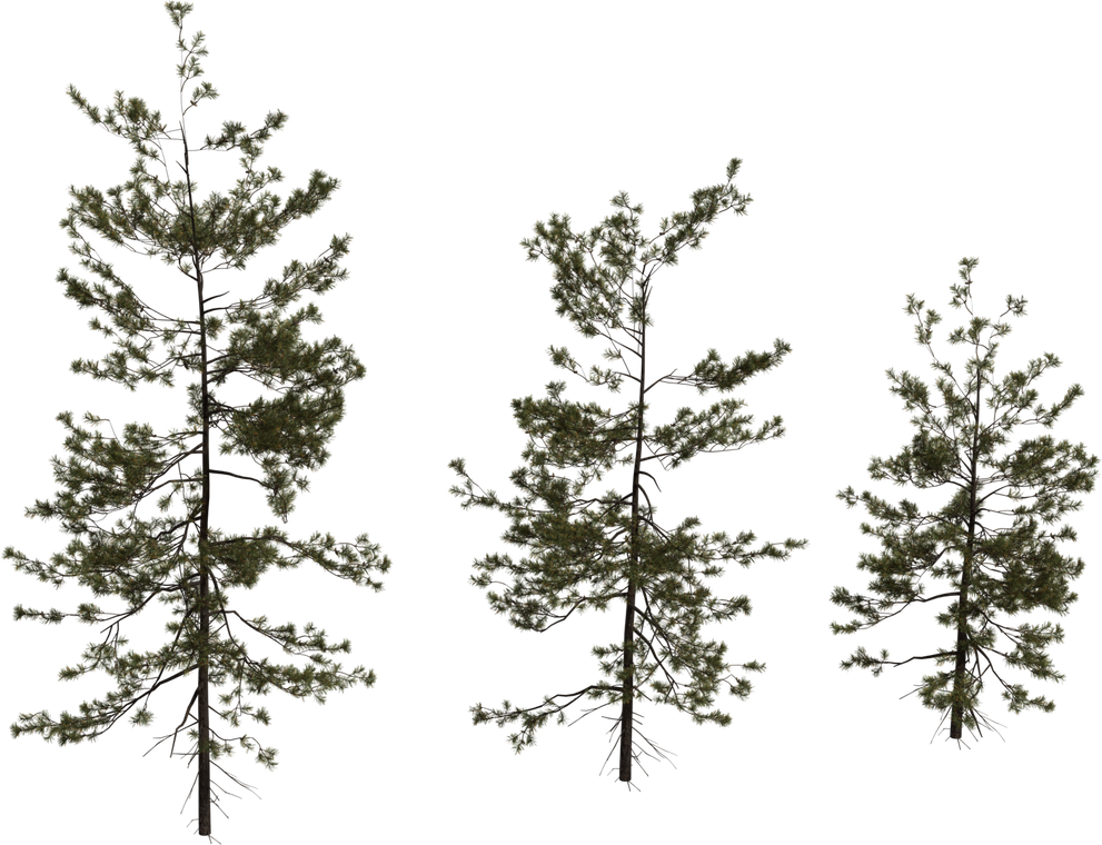 Pine Sapling Medium