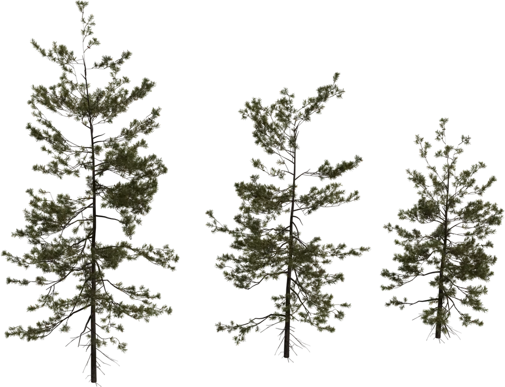 Pine Sapling Medium