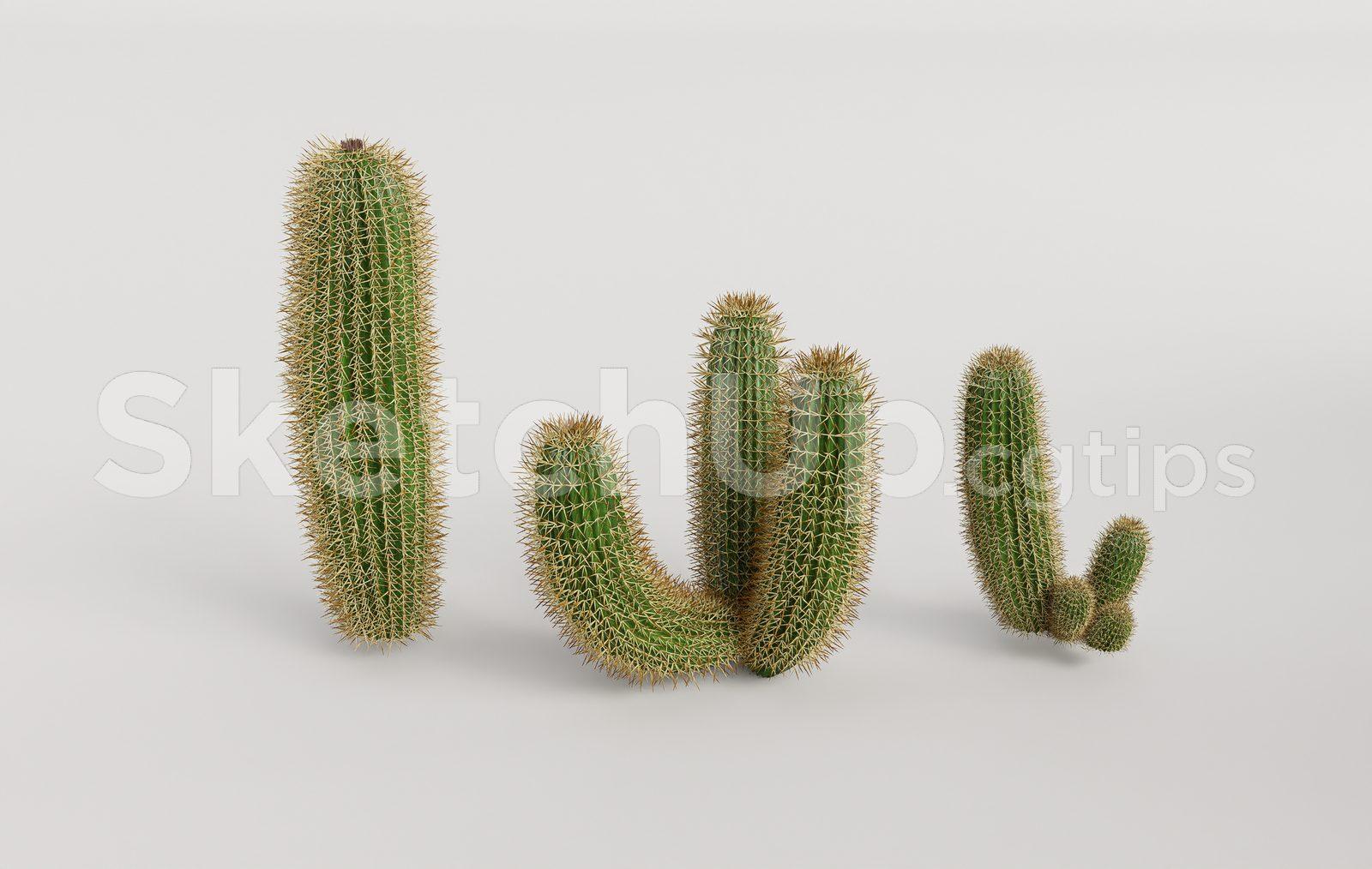 Cactus Plant