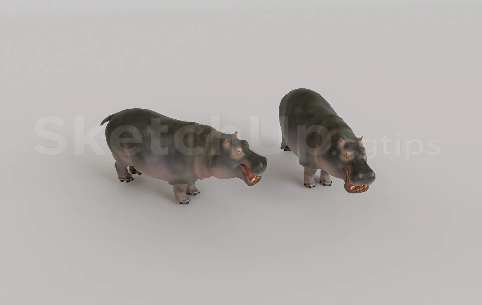 Animal