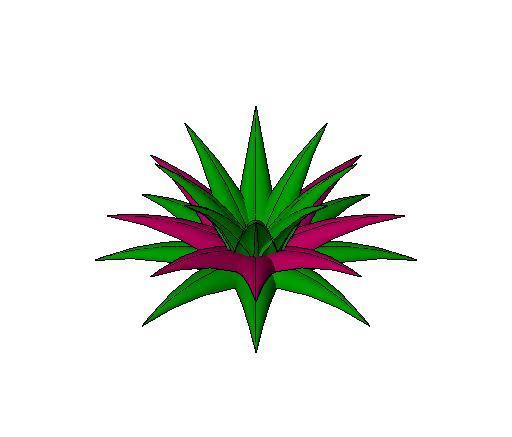 Rhoeo Plant