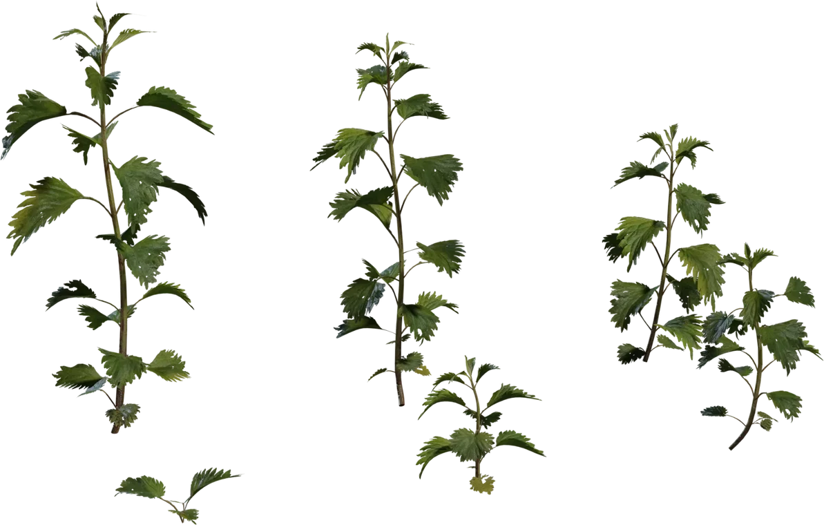 Nettle Plant