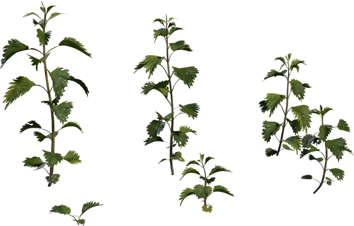Nettle Plant