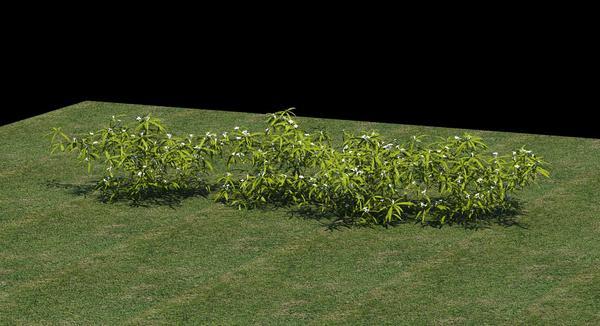 3D plant 2