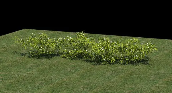 3D plant 2