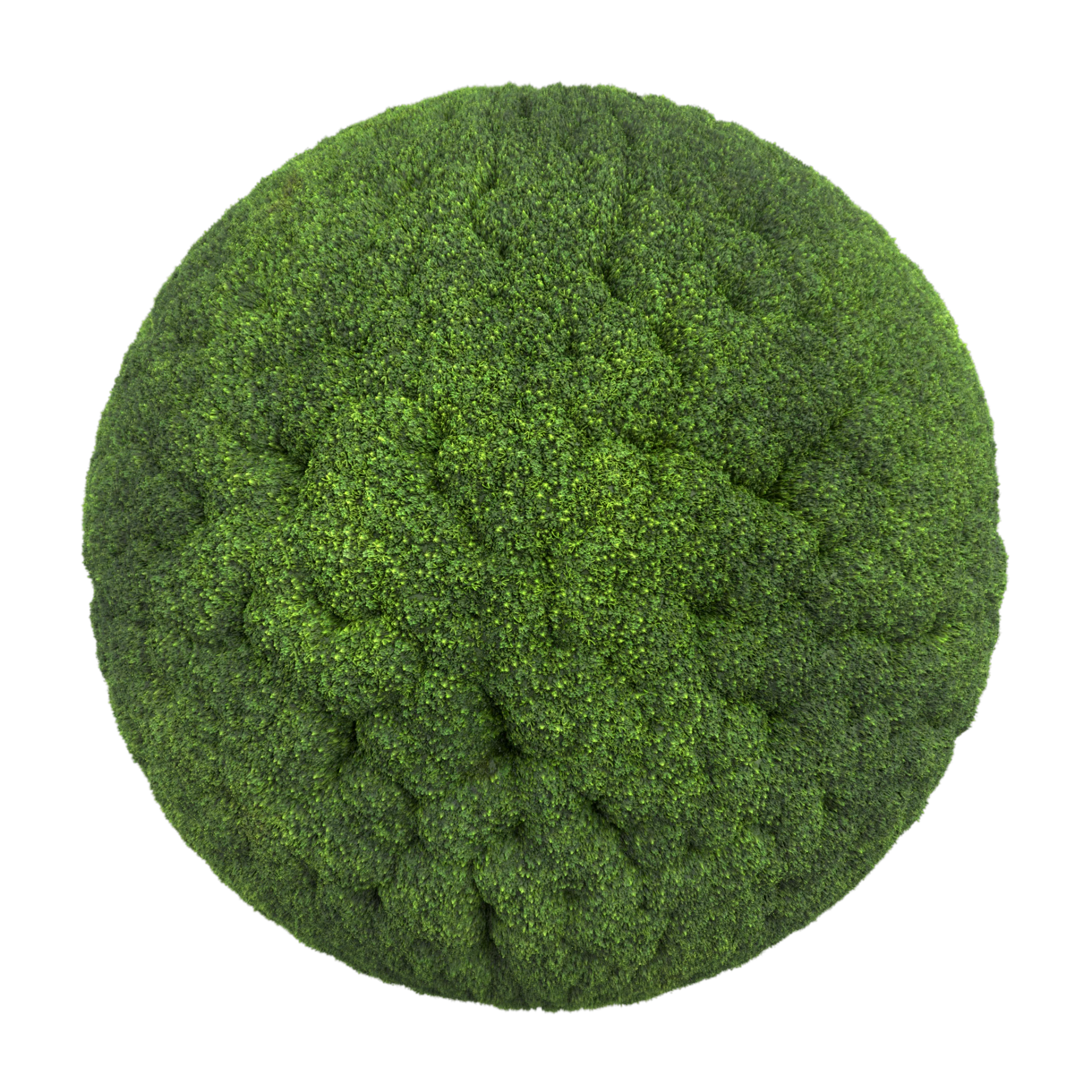 Moss 002