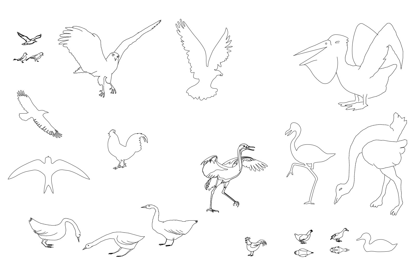 Birds