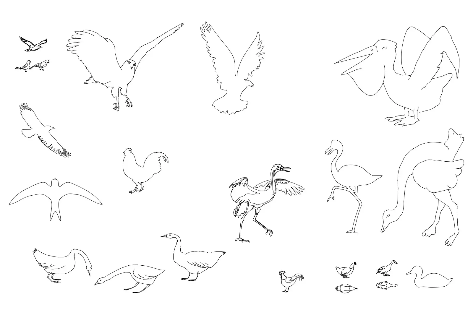 Birds