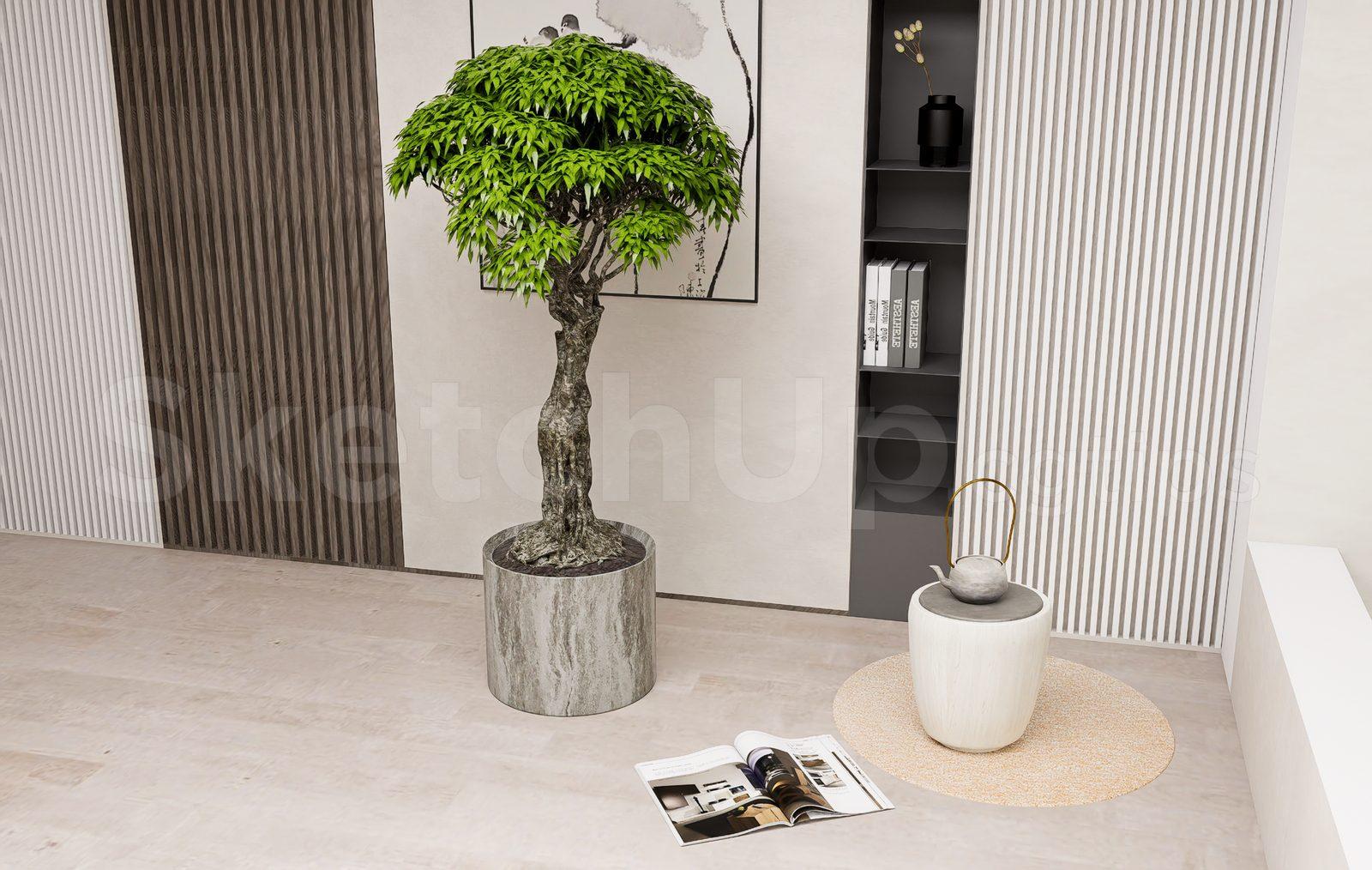Plant