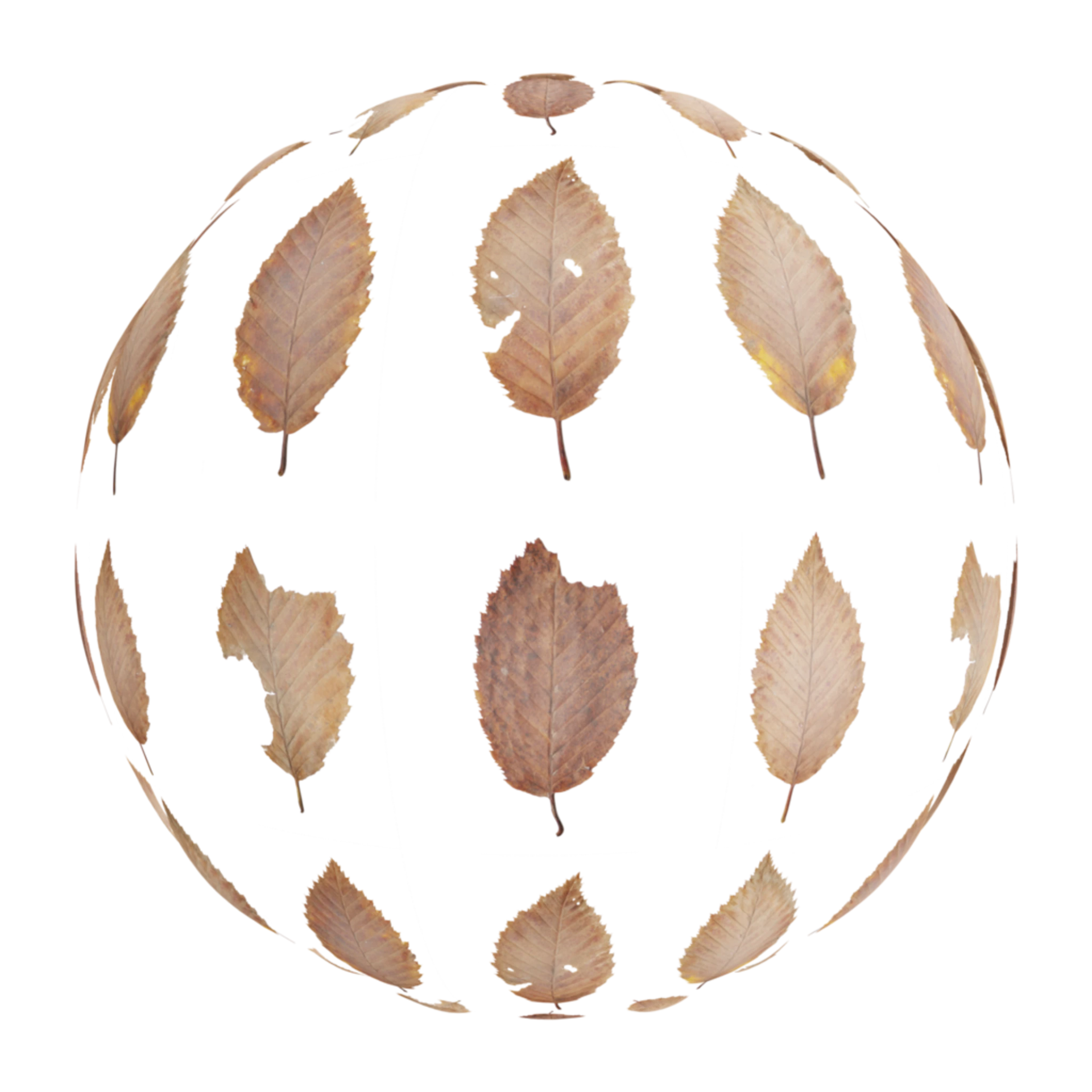 Leaf Set 011