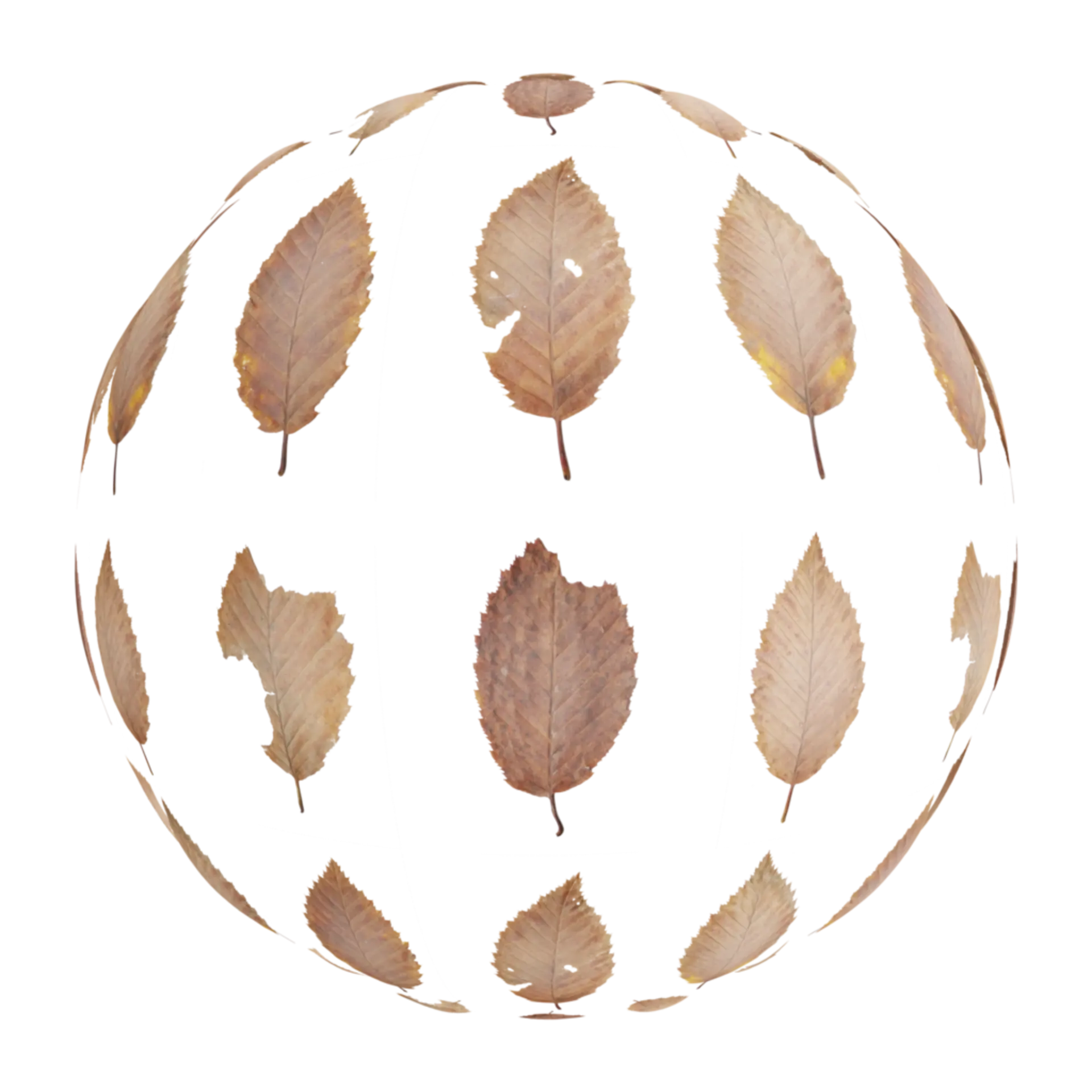 Leaf Set 011