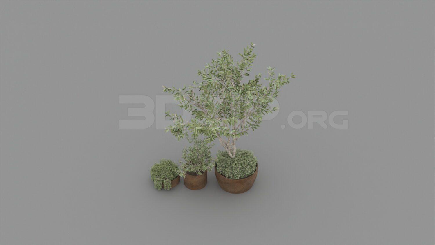 Plant