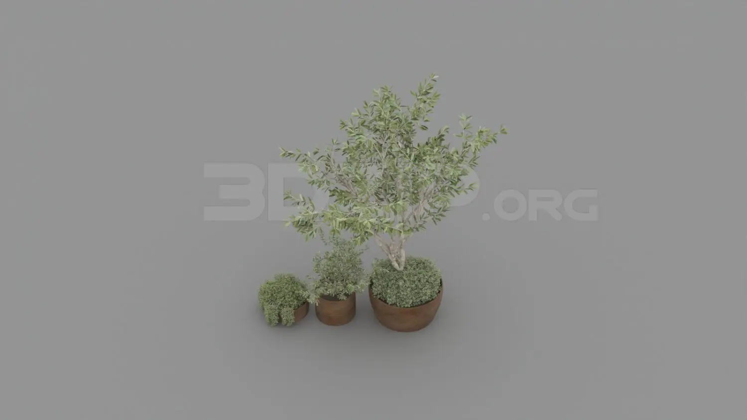 Plant