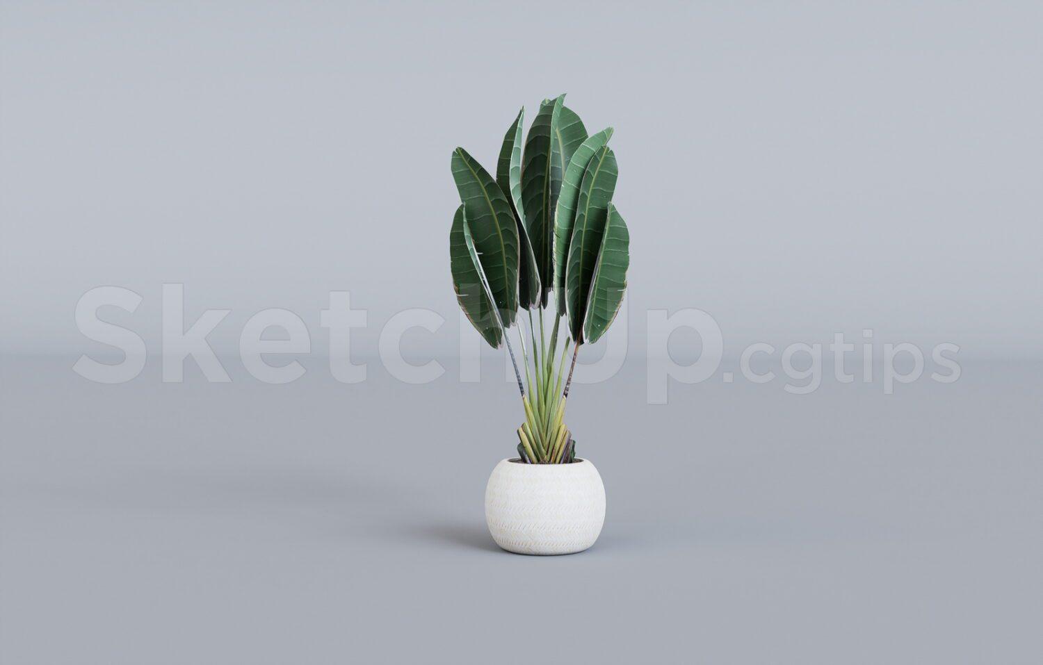 Plant