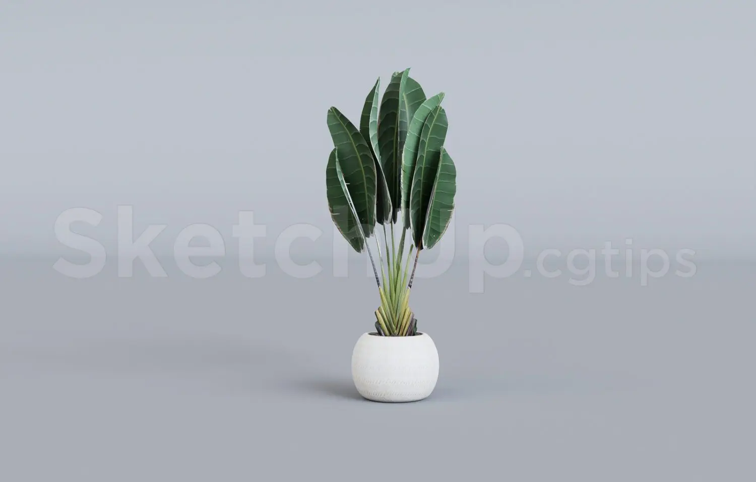 Plant