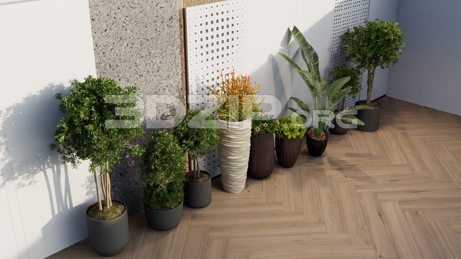 Plants