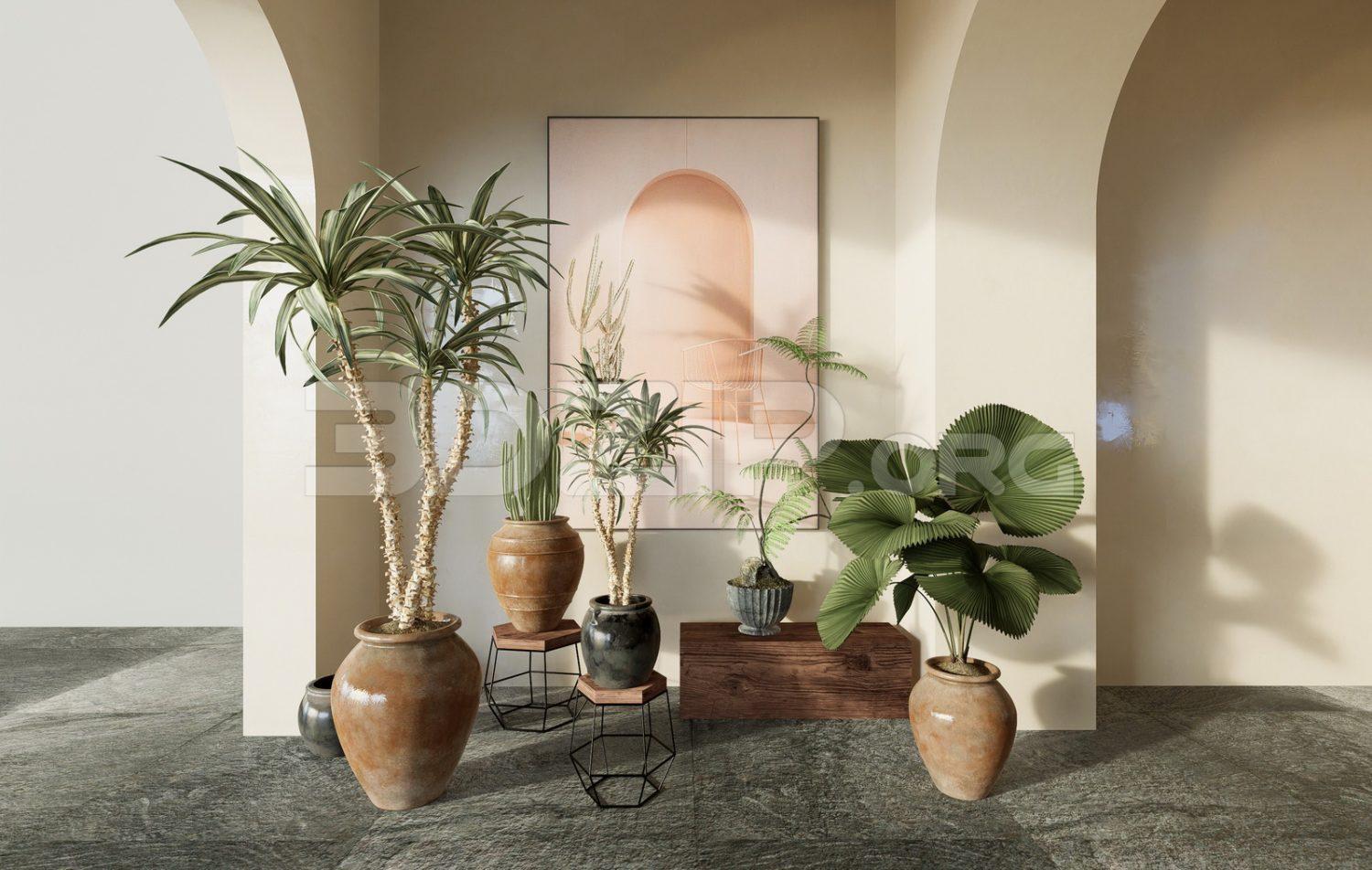 Plants