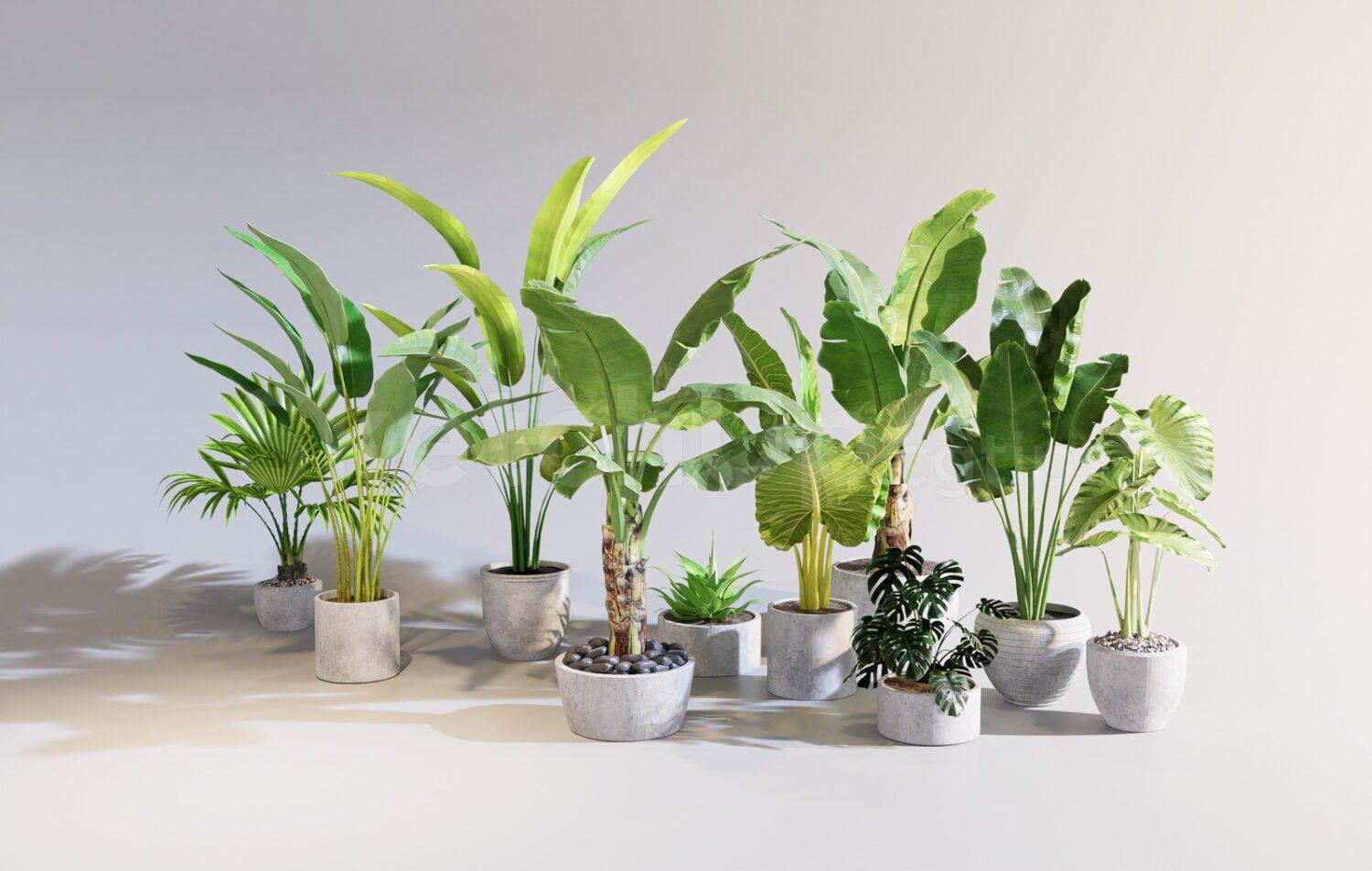 Plants