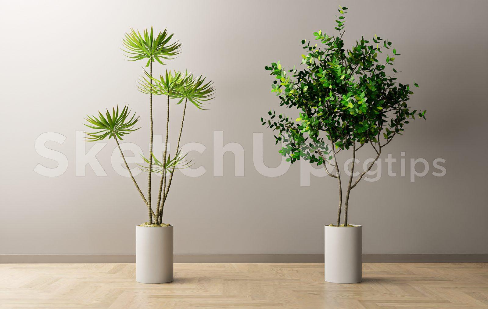 Plant
