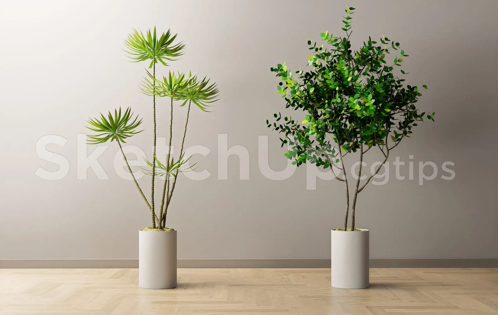 Plant