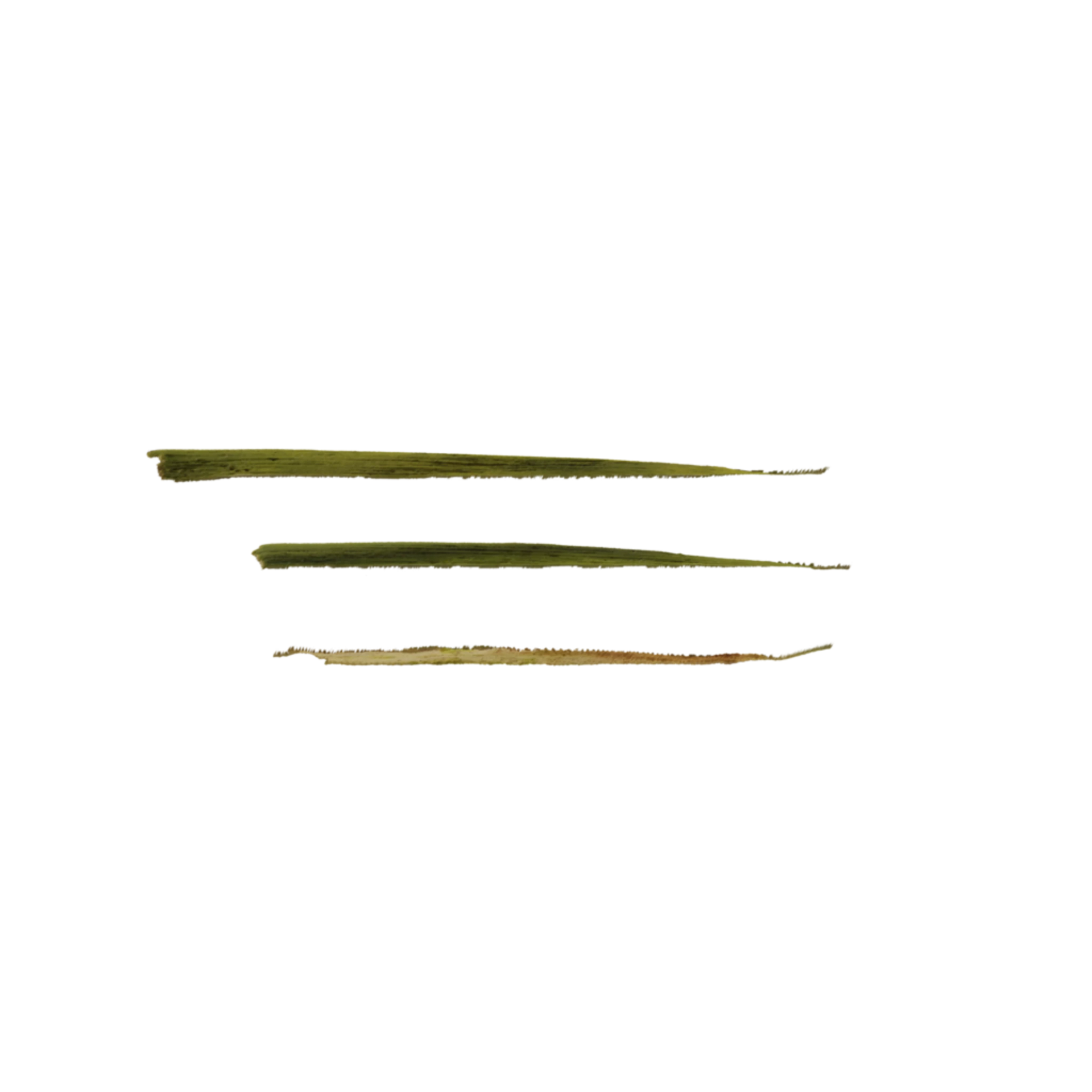 Foliage 005