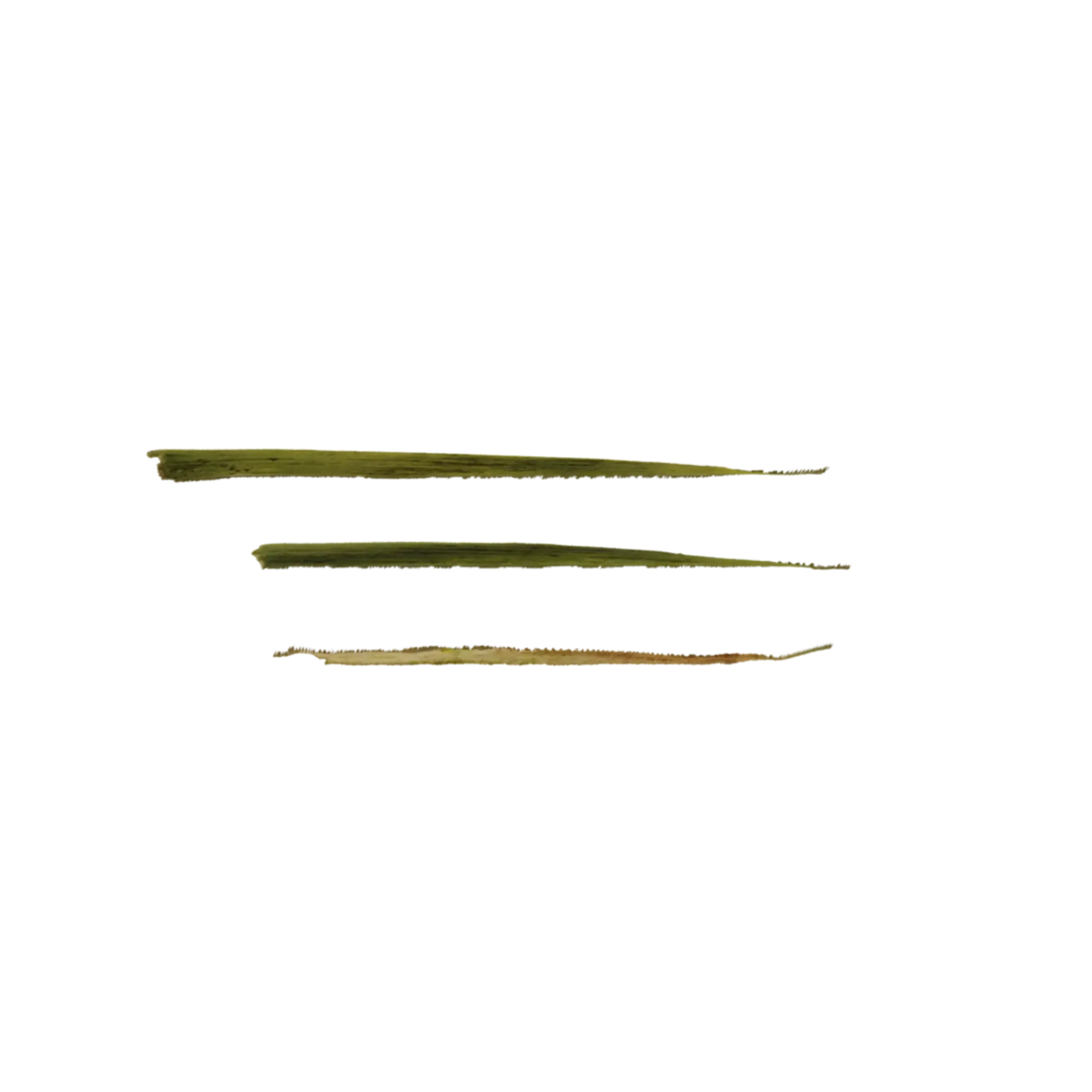Foliage 005